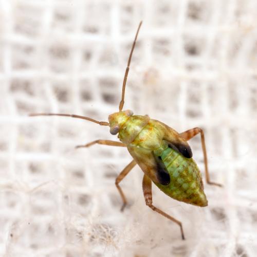 Réf. 270 633 : Taylorilygus apicalis